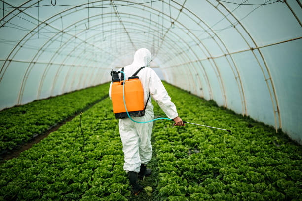 Best Pest Removal Services  in Point, TX