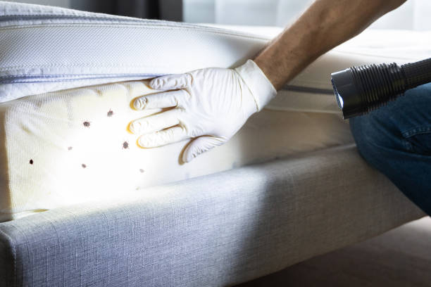 Best Termite Control Services  in Point, TX