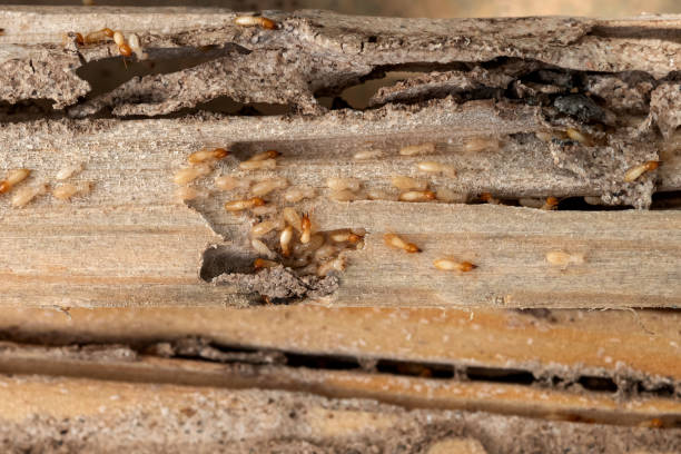 Best Pest Control Treatment  in Point, TX